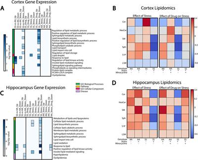 Neuroinflammation underlies the development of social stress induced cognitive deficit in male sickle cell mice